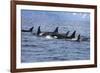 Killer Whale Group in the Wild-null-Framed Art Print