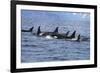 Killer Whale Group in the Wild-null-Framed Art Print