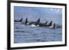 Killer Whale Group in the Wild-null-Framed Art Print