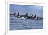 Killer Whale Group in the Wild-null-Framed Art Print