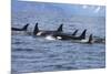 Killer Whale Group in the Wild-null-Mounted Art Print