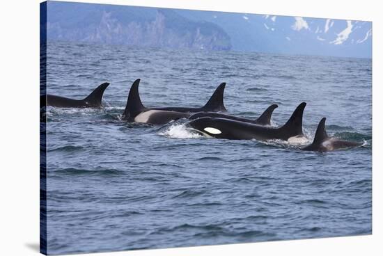 Killer Whale Group in the Wild-null-Stretched Canvas