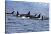 Killer Whale Group in the Wild-null-Stretched Canvas