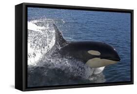 Killer Whale Leaping-null-Framed Stretched Canvas