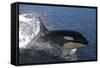 Killer Whale Leaping-null-Framed Stretched Canvas