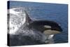 Killer Whale Leaping-null-Stretched Canvas