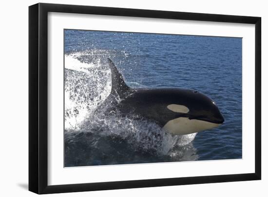 Killer Whale Leaping-null-Framed Photographic Print