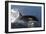 Killer Whale Leaping-null-Framed Photographic Print