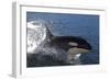 Killer Whale Leaping-null-Framed Photographic Print