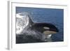 Killer Whale Leaping-null-Framed Photographic Print