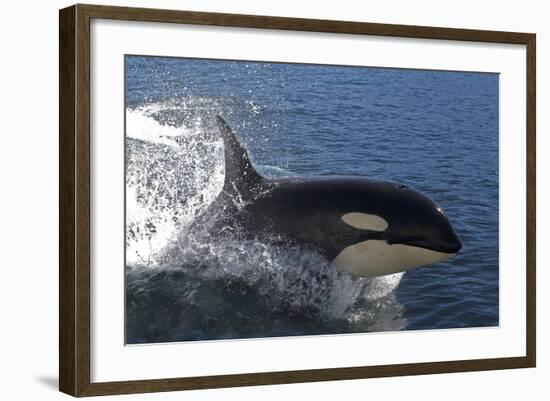 Killer Whale Leaping-null-Framed Photographic Print