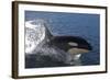 Killer Whale Leaping-null-Framed Photographic Print