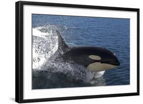 Killer Whale Leaping-null-Framed Photographic Print