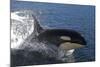 Killer Whale Leaping-null-Mounted Photographic Print