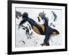 Killer Whale of a Tale-Lauren Moss-Framed Premium Giclee Print