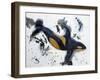 Killer Whale of a Tale-Lauren Moss-Framed Giclee Print