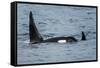 Killer whale or orca pod (Orcinus orca), Resurrection Bay, Kenai Fjords National Park, Alaska, USA.-Michael DeFreitas-Framed Stretched Canvas