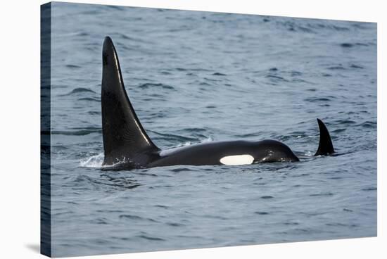 Killer whale or orca pod (Orcinus orca), Resurrection Bay, Kenai Fjords National Park, Alaska, USA.-Michael DeFreitas-Stretched Canvas