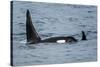 Killer whale or orca pod (Orcinus orca), Resurrection Bay, Kenai Fjords National Park, Alaska, USA.-Michael DeFreitas-Stretched Canvas