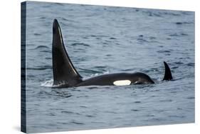 Killer whale or orca pod (Orcinus orca), Resurrection Bay, Kenai Fjords National Park, Alaska, USA.-Michael DeFreitas-Stretched Canvas