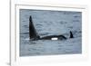 Killer whale or orca pod (Orcinus orca), Resurrection Bay, Kenai Fjords National Park, Alaska, USA.-Michael DeFreitas-Framed Photographic Print