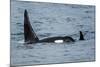 Killer whale or orca pod (Orcinus orca), Resurrection Bay, Kenai Fjords National Park, Alaska, USA.-Michael DeFreitas-Mounted Photographic Print