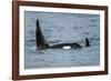 Killer whale or orca pod (Orcinus orca), Resurrection Bay, Kenai Fjords National Park, Alaska, USA.-Michael DeFreitas-Framed Photographic Print