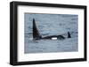 Killer whale or orca pod (Orcinus orca), Resurrection Bay, Kenai Fjords National Park, Alaska, USA.-Michael DeFreitas-Framed Photographic Print