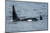 Killer whale or orca pod (Orcinus orca), Resurrection Bay, Kenai Fjords National Park, Alaska, USA.-Michael DeFreitas-Mounted Photographic Print