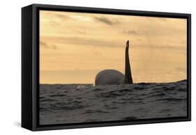 Killer Whale - Orca (Orcinus Orca) at Surface, Kristiansund, Nordm?re, Norway, February 2009-Aukan-Framed Stretched Canvas