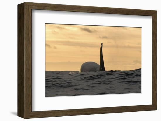 Killer Whale - Orca (Orcinus Orca) at Surface, Kristiansund, Nordm?re, Norway, February 2009-Aukan-Framed Photographic Print