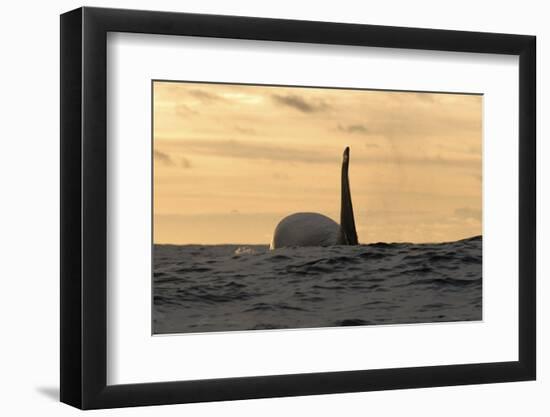 Killer Whale - Orca (Orcinus Orca) at Surface, Kristiansund, Nordm?re, Norway, February 2009-Aukan-Framed Photographic Print