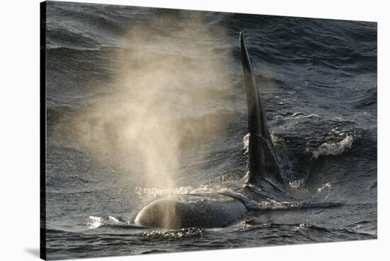 Killer Whale - Orca (Orcinus Orca) Blowing at Surface, Kristiansund, Nordm?re, Norway, February-Aukan-Stretched Canvas