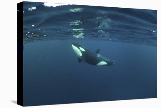 Killer Whale - Orca (Orcinus Orca) Just Below the Surface, Kristiansund, Nordmøre, Norway-Aukan-Stretched Canvas