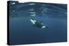 Killer Whale - Orca (Orcinus Orca) Just Below the Surface, Kristiansund, Nordmøre, Norway-Aukan-Stretched Canvas