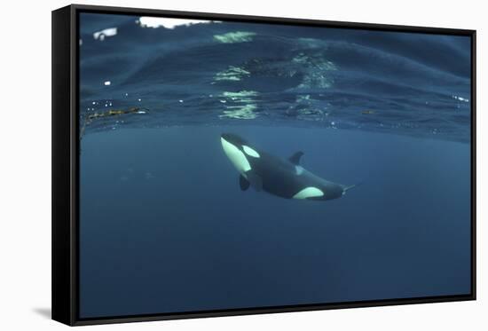 Killer Whale - Orca (Orcinus Orca) Just Below the Surface, Kristiansund, Nordmøre, Norway-Aukan-Framed Stretched Canvas