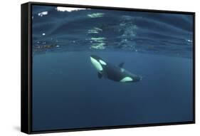 Killer Whale - Orca (Orcinus Orca) Just Below the Surface, Kristiansund, Nordmøre, Norway-Aukan-Framed Stretched Canvas