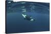 Killer Whale - Orca (Orcinus Orca) Just Below the Surface, Kristiansund, Nordmøre, Norway-Aukan-Stretched Canvas