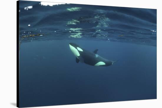 Killer Whale - Orca (Orcinus Orca) Just Below the Surface, Kristiansund, Nordmøre, Norway-Aukan-Stretched Canvas