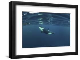 Killer Whale - Orca (Orcinus Orca) Just Below the Surface, Kristiansund, Nordmøre, Norway-Aukan-Framed Photographic Print