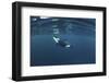 Killer Whale - Orca (Orcinus Orca) Just Below the Surface, Kristiansund, Nordmøre, Norway-Aukan-Framed Photographic Print