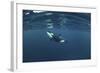 Killer Whale - Orca (Orcinus Orca) Just Below the Surface, Kristiansund, Nordmøre, Norway-Aukan-Framed Photographic Print