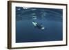 Killer Whale - Orca (Orcinus Orca) Just Below the Surface, Kristiansund, Nordmøre, Norway-Aukan-Framed Photographic Print