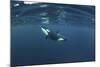 Killer Whale - Orca (Orcinus Orca) Just Below the Surface, Kristiansund, Nordmøre, Norway-Aukan-Mounted Photographic Print