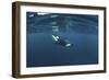 Killer Whale - Orca (Orcinus Orca) Just Below the Surface, Kristiansund, Nordmøre, Norway-Aukan-Framed Photographic Print