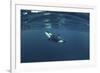 Killer Whale - Orca (Orcinus Orca) Just Below the Surface, Kristiansund, Nordmøre, Norway-Aukan-Framed Photographic Print