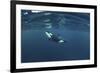 Killer Whale - Orca (Orcinus Orca) Just Below the Surface, Kristiansund, Nordmøre, Norway-Aukan-Framed Photographic Print