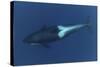 Killer Whale - Orca (Orcinus Orca) Underwater, Kristiansund, Nordm?re, Norway, February 2009-Aukan-Stretched Canvas
