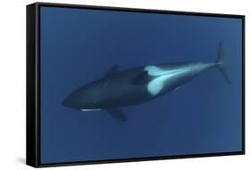 Killer Whale - Orca (Orcinus Orca) Underwater, Kristiansund, Nordm?re, Norway, February 2009-Aukan-Framed Stretched Canvas