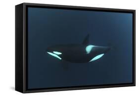 Killer Whale - Orca (Orcinus Orca) Underwater, Kristiansund, Nordm?re, Norway, February 2009-Aukan-Framed Stretched Canvas